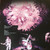 The Jimi Hendrix Experience - Hendrix, Jimi (#886977455414)