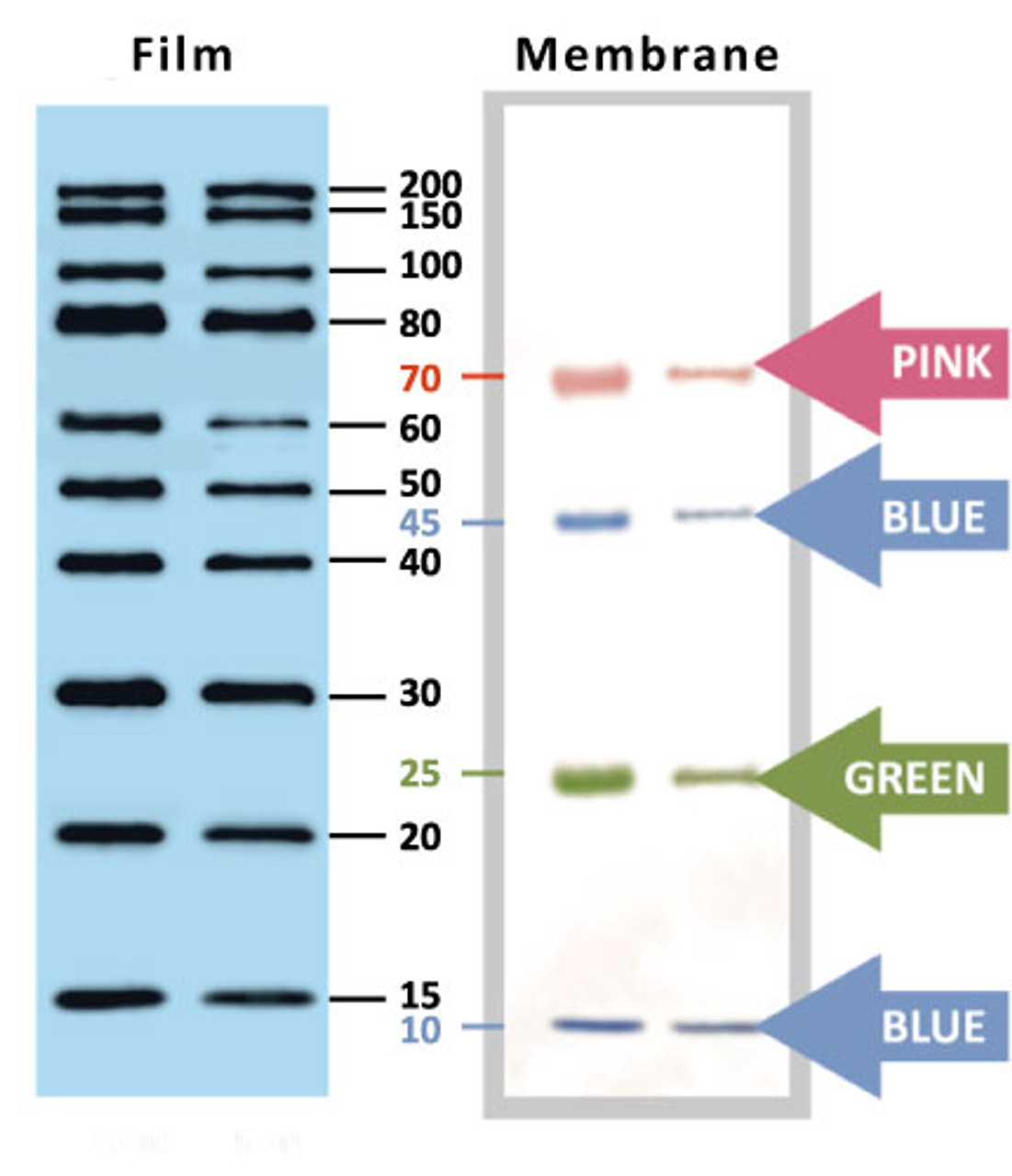 do protein ladder fluoresce in western blots