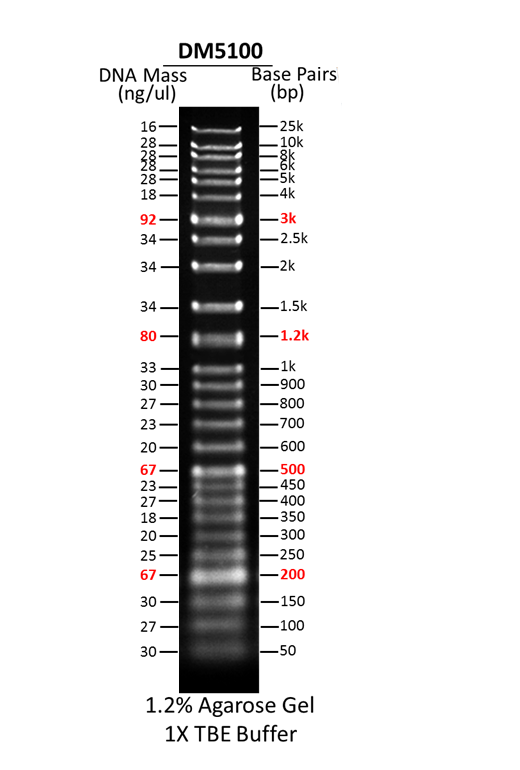 Specialized DNA Ladder in the Super Range Lab Supplies Stellar