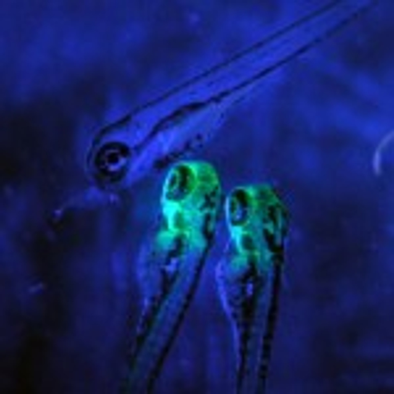 Exciting new product addition! -  The NightSEA fluorescence adapter system