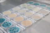 Microorganism Testing