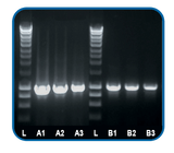 Image at left shows amplification efficiency and yield of Accuris™ Taq Master Mix vs an alternative Taq polymerase mix, GoTaq® G2 from Promega Corp. In both instances, a 710bp fragment containing 56% GC content was amplified. Lanes A1-A4 - Accuris™ Taq Master Mix with decreasing amounts of human genomic DNA (500ng, 250ng, 125ng, and 62.5ng). Lanes B1-B4 - Comparative data using GoTaq® G2 Image at left shows amplification efficiency and yield of Accuris™ Taq Master Mix vs an alternative Taq polymerase mix, GoTaq® G2 from Promega Corp. In both instances, a 710bp fragment containing 56% GC content was amplified. Lanes A1-A4 - Accuris™ Taq Master Mix with decreasing amounts of human genomic DNA (500ng, 250ng, 125ng, and 62.5ng). Lanes B1-B4 - Comparative data using GoTaq® G2