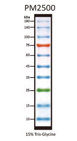 ExcelBand 3-color Regular Range Protein Marker 250µl x 2 ExcelBand 3-color Regular Range Protein Marker 250µl x 2