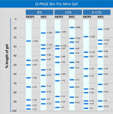 Q-Page Bis-Tris Pre-Cast Gel Running Data Q-Page Bis-Tris Pre-Cast Gel Running Data