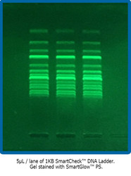 Sharp And Accurate DNA Ladders Will Help Identify Unknown Targets With DNA Gel Electrophoresis
