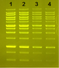 Smart Glow loading dye and pre-stain – Not only better for you, but better for your gels too