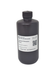 Western Blot