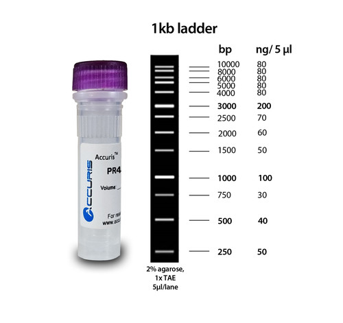 Accuris SmartCheck PR4100-500 1kb DNA Ladder for DNA Gel Electrophoresis - Lab Supplies - Stellar Scientific