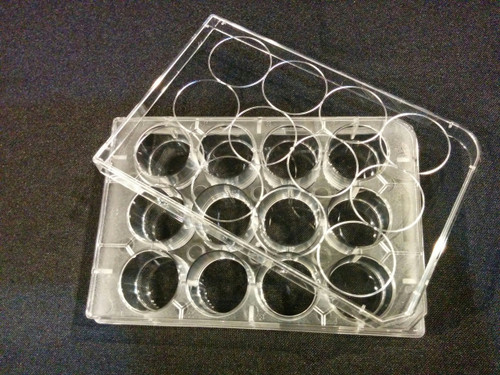 NEST Scientific 24 Well Tissue Culture Treated Plate, RNase and DNase Free, Bulk Packed 10/Sleeve, Sterile