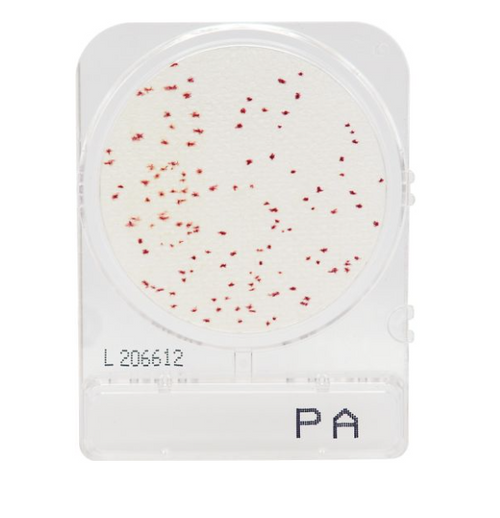 Compact Dry™ PA Ready to Use Medium For Pseudomonas aeruginosa (PA) Testing, 4 Packs of 25 Plates
