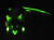 NIGHTSEA Fluorescence Viewing System with Royal Blue with green-only bandpass filter