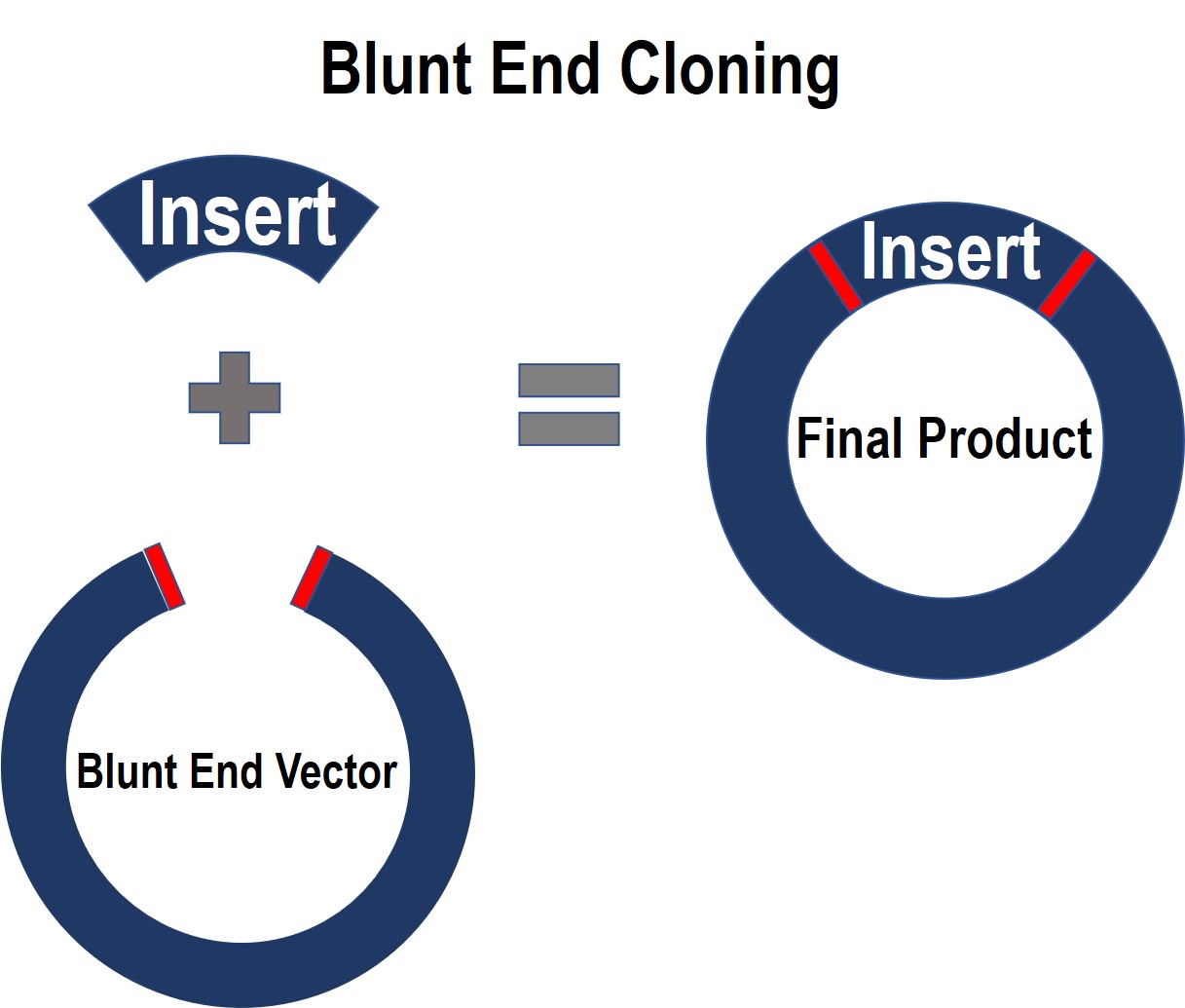 blunt-end-cloning.jpg