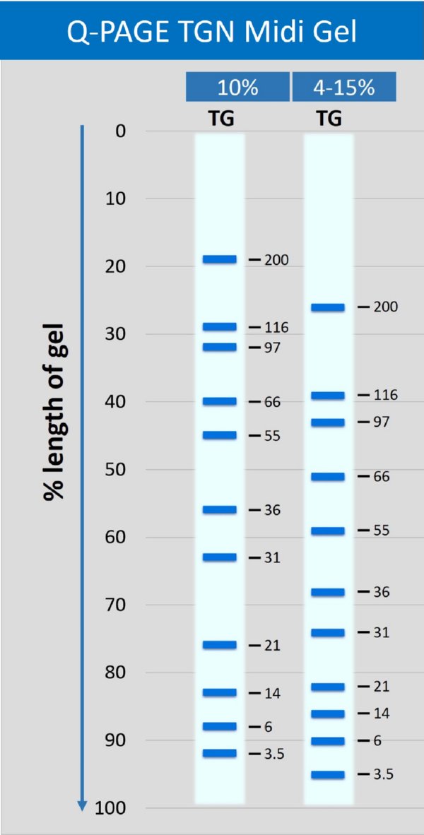 smobio-tris-glycine-midi-gel-data-qp5210-qp5220-qp5510-qp5520.jpeg