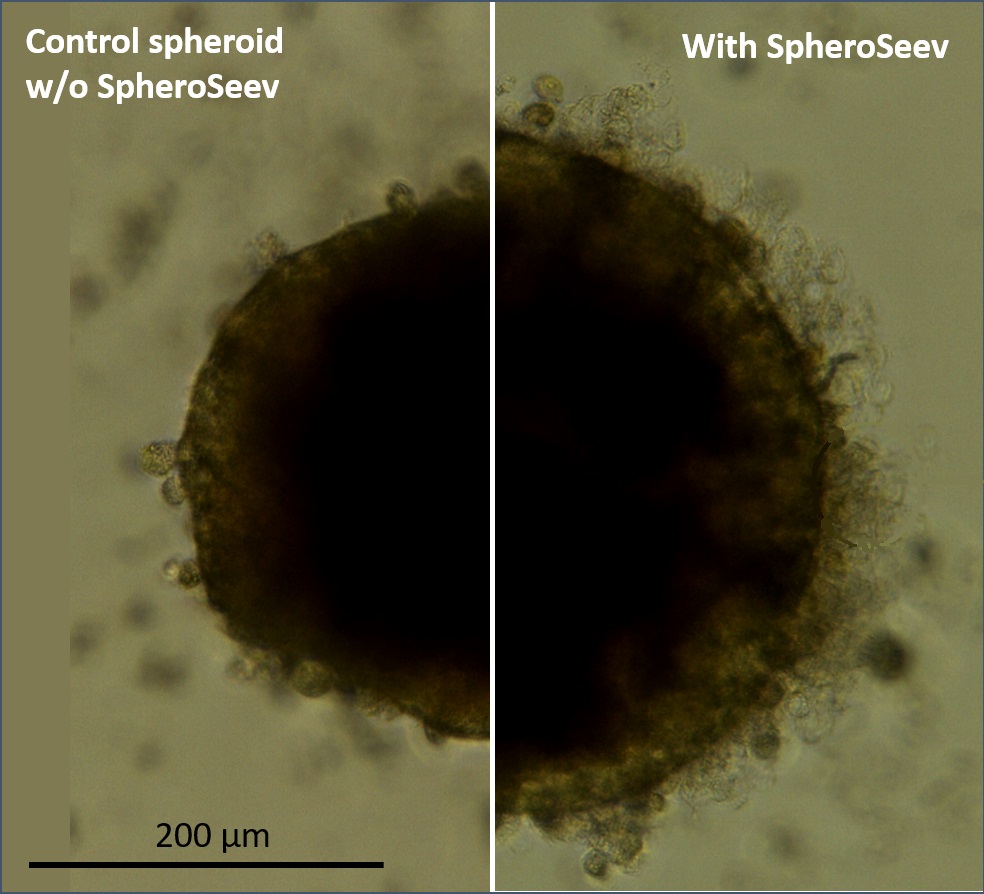 spheroid-formation.jpg