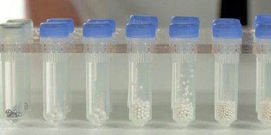 Benchmark Scientific D1132-05TP Bulk Beads, Zirconium, 0.5mm, Triple-Pure  Molecular Biology Grade, 250g