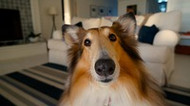 Why You Need a Furniture Protector