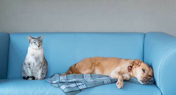 Tips To Protect Your Furniture From Pets Linen Store