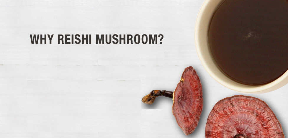 Reishi Mushroom Benefits And Side Effects - All Mushroom Info