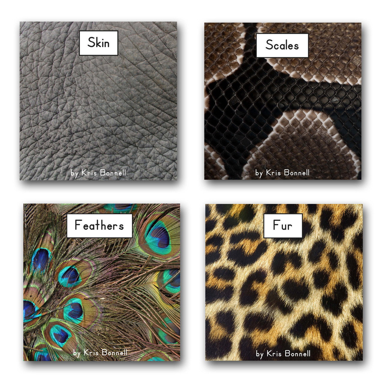 The Animal Coverings Set - RR Books