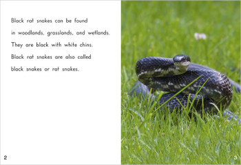 Black Rat Snakes Level J 17 Rr Books