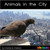 Animals in the City - Level A/1