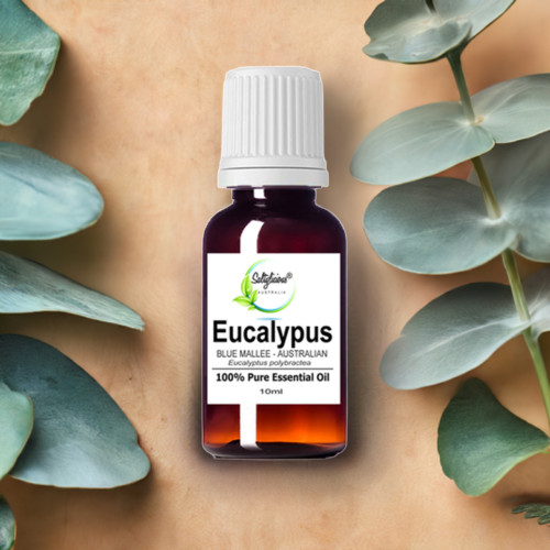 Australian Blue Mallee Eucalyptus Essential Oil
