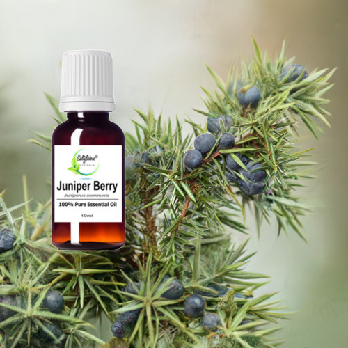 Juniper Berry  Pure Essential Oil