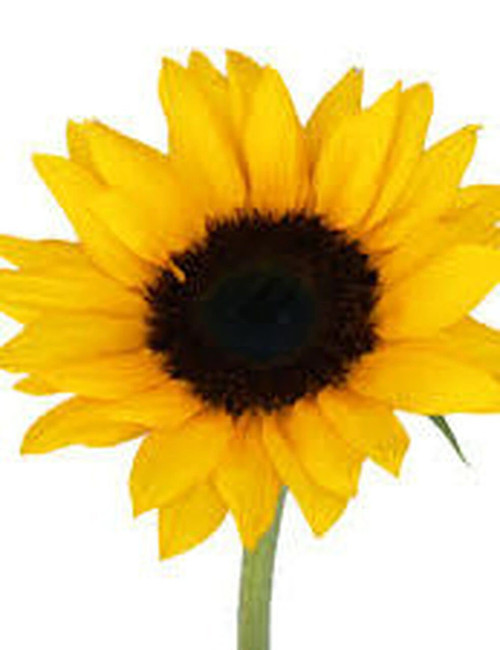 Sunflower Oil 125 ML