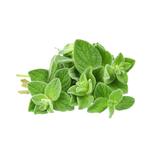 Oregano Essential Oil