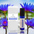 Blue Lotus Pulse Point Perfume Roller with added Magnesium