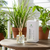 Wild Lemongrass Mini Reed Diffuser – 50ml