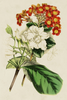 199573D Vintage Floral Illustration Picture