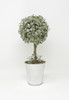 12.5in Winter Kissed Topiary