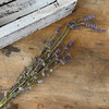 Larkspur Purple Spray 22"