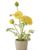 14.75 Inch Yellow Ranunculus In Clay Pot (24)