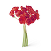 11 Inch Red Mini Ranunculus Bundle (7 Stems) (120)