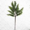 Cypress Branch 29"
