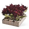 12 Assorted Potted Burgundy Poinsettia (EACH)
