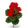 15 inch Red Geranium Bush