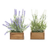 Assorted 8.5 Inch Lavender Plants in Square Wooden Pots (EACH)