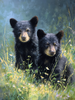 HMK1527L Black Bear Cubs