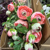 24.5 Inch Pink Real Touch 5 Head Ranunculus Stem