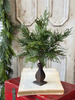 20" Stillwood Greens Bush