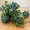 BOXWOOD & EUCALYPTUS SEEDS BUSH 15IN BLUE