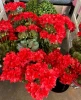 GERANIUM BUSH 14.5IN RED