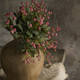 11.5" PINK MINI STAR BUNDLE