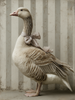 HMK1694 HEIRLOOM GOOSE BOX FRAME
