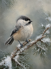 HMK1739L WINTER BIRD