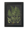 LET477 Fancy Ferns