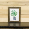 blue515A Brown Stain Frame